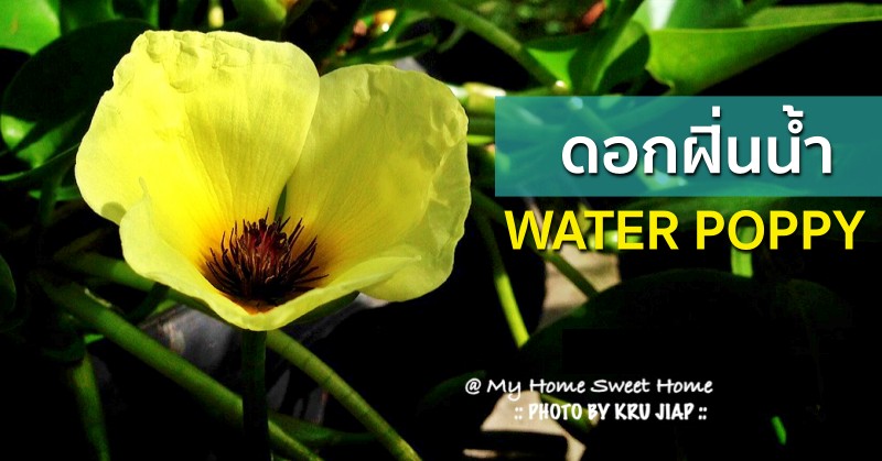 ดอกฝิ่นน้ำ (Water Poppy)
