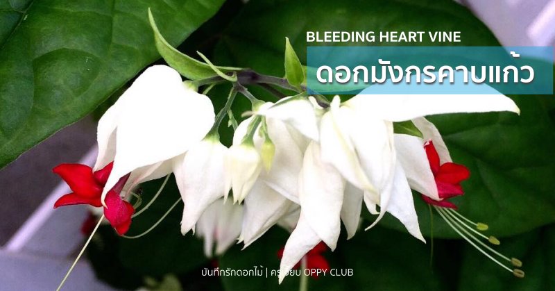 ดอกมังกรคาบแก้ว (Bleeding Heart Vine)