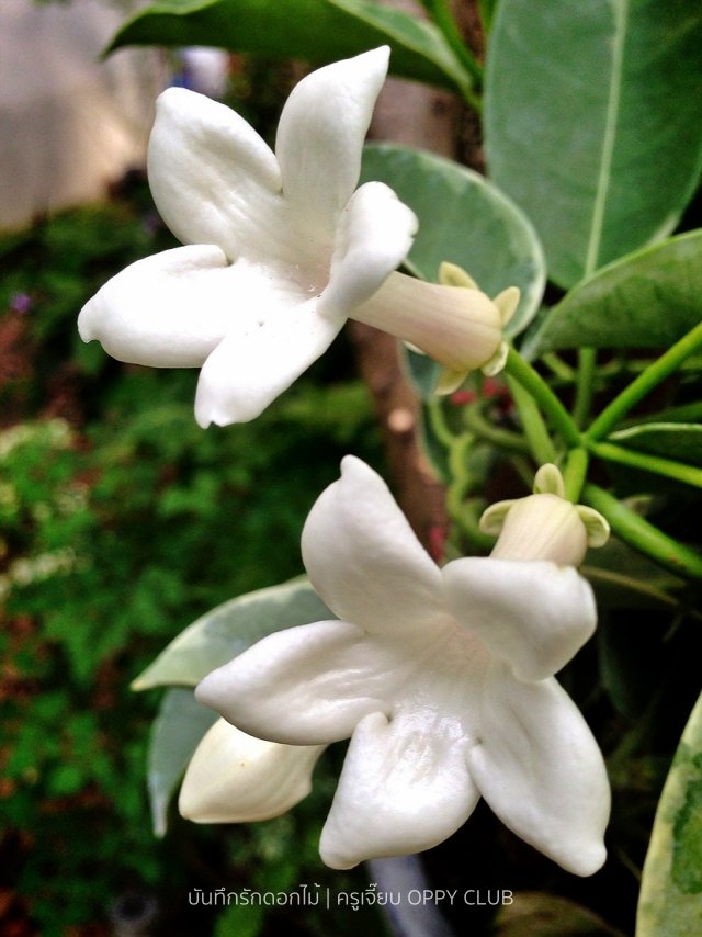 ดอกชะลูดช้าง (Madagascar Jasmine)