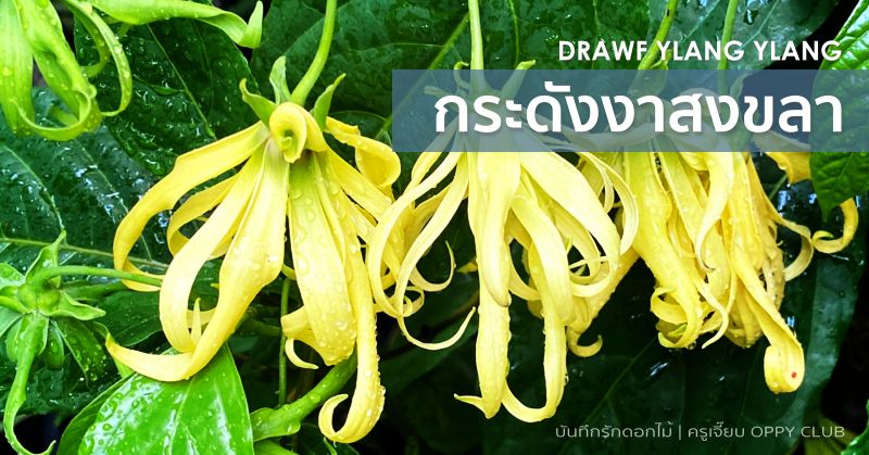 ดอกกระดังงาสงขลา (Drawf Ylang Ylang)