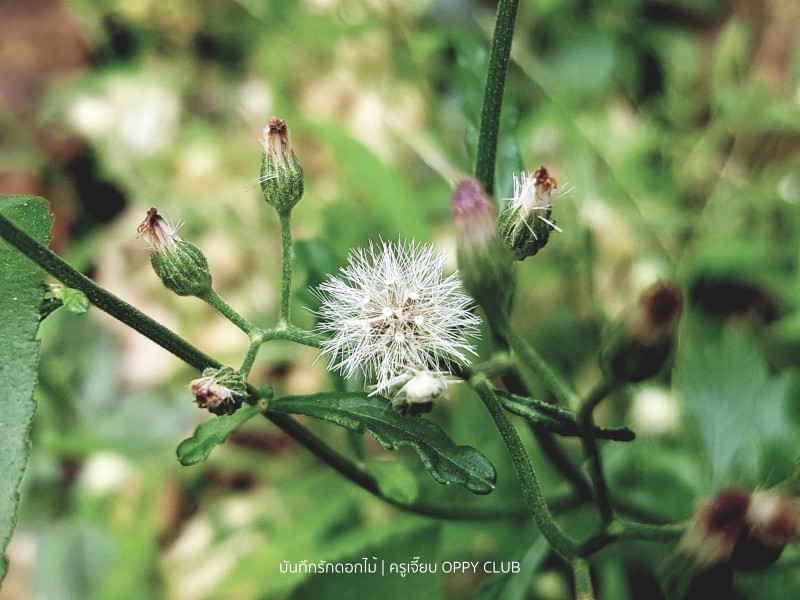 หญ้าดอกขาว (Lily Ironweed)