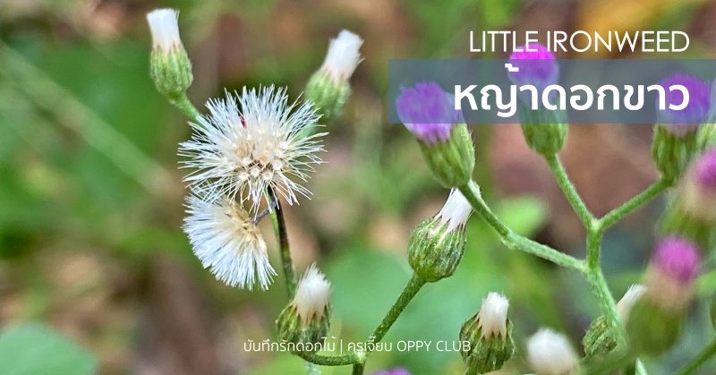 หญ้าดอกขาว (Little Ironweed)