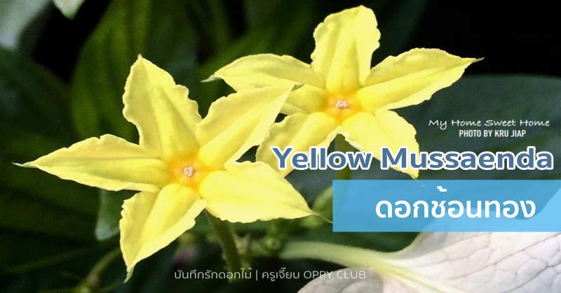 ดอกช้อนทอง (Yellow Mussaenda)