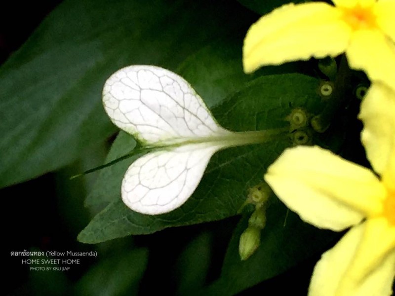 ดอกช้อนทอง (Yellow Mussaenda)