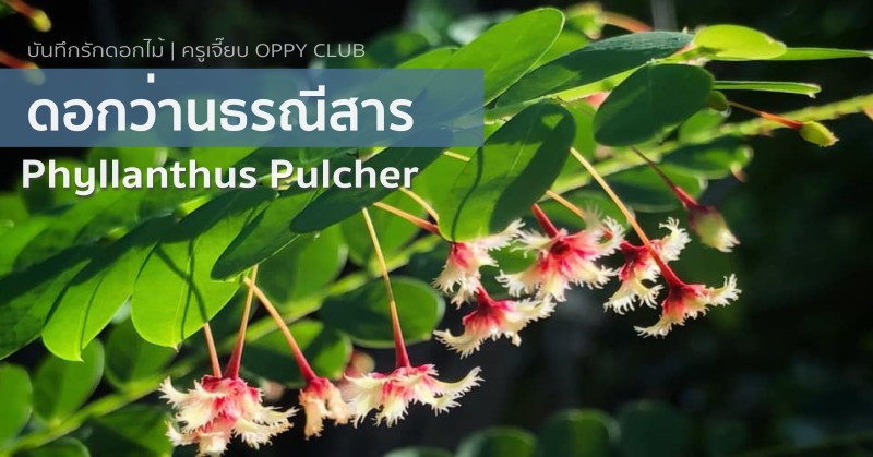 ดอกว่านธรณีสาร (Phyllanthus Pulcher)